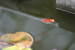 きんぎょ