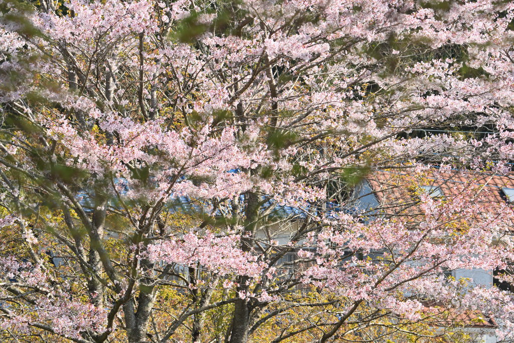 桜