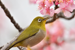 桜花と鳥