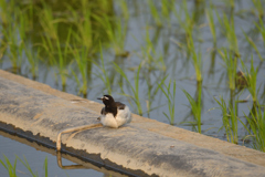 幼鳥かな