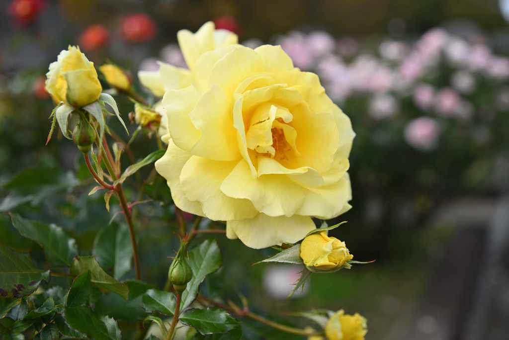秋薔薇