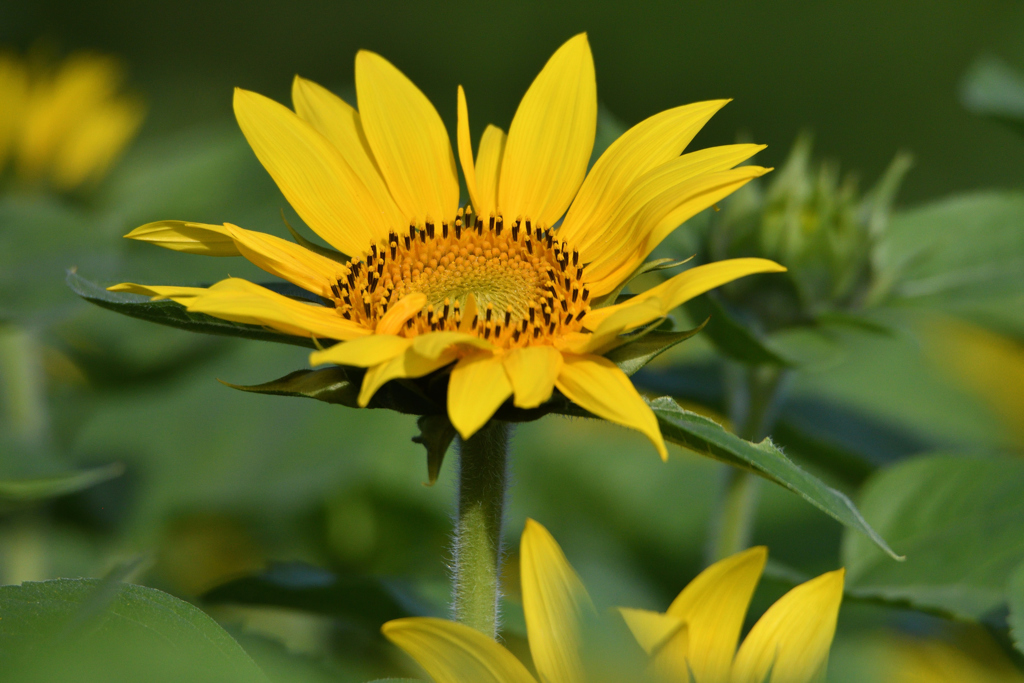 太陽がいっぱい