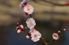 春香漂う