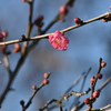 梅が咲いたよ
