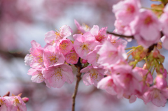 桜小学校③