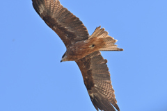 鳶飛び