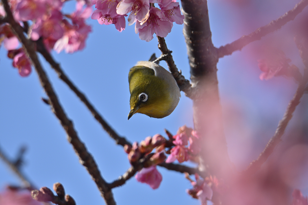 どの花にしようかな