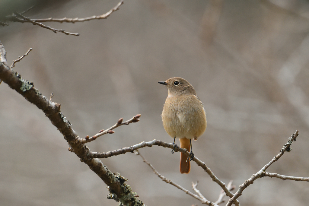 尉鶲姫だって-3