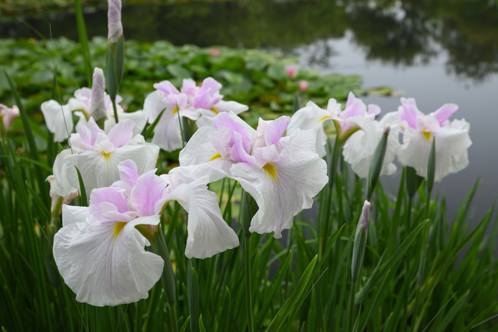 菖蒲池