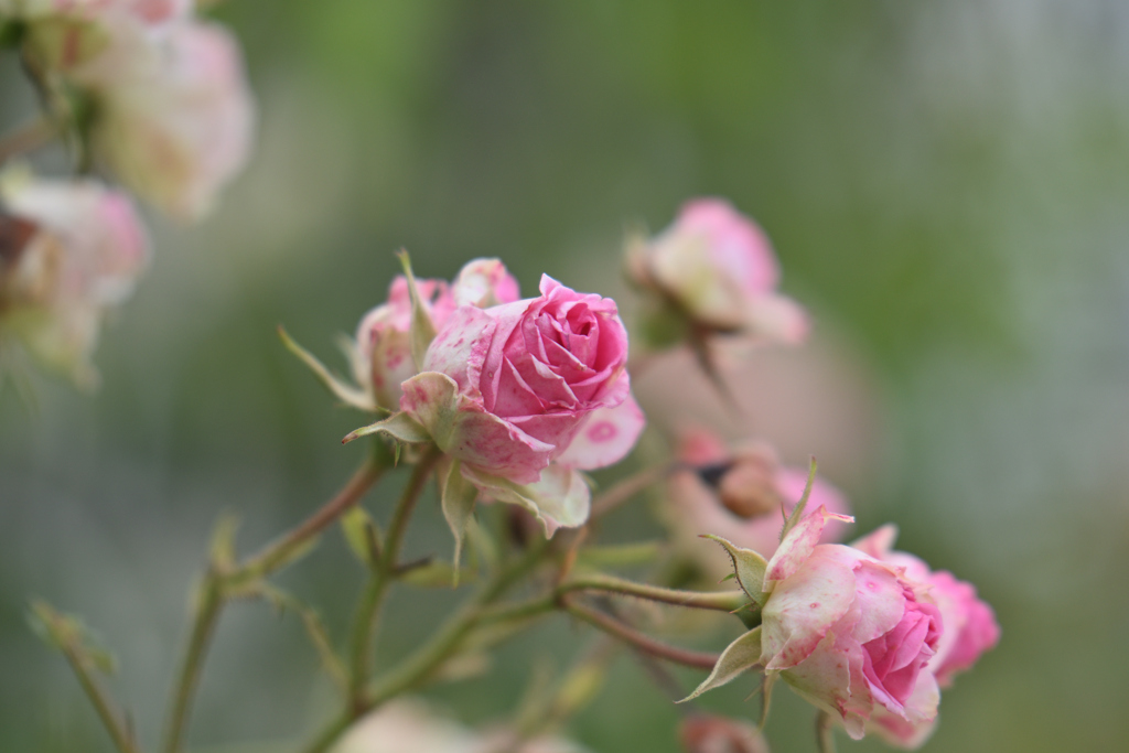 ミニ弦薔薇