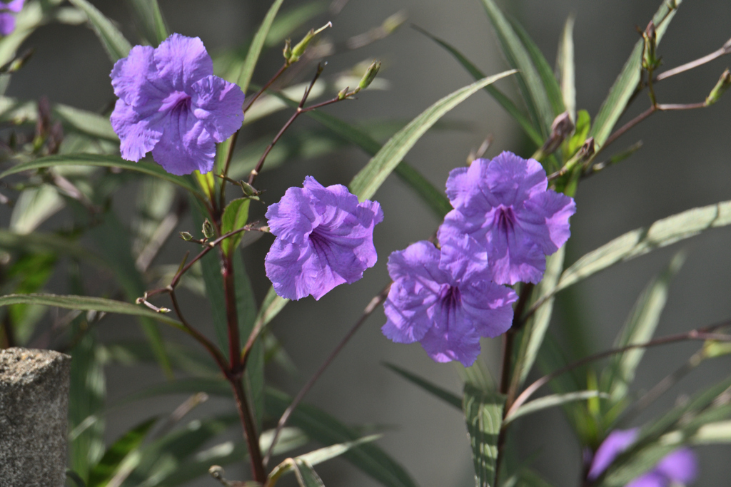 紫の花