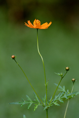 取り残された花