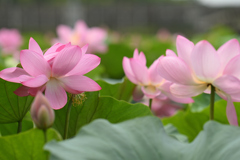 蓮池