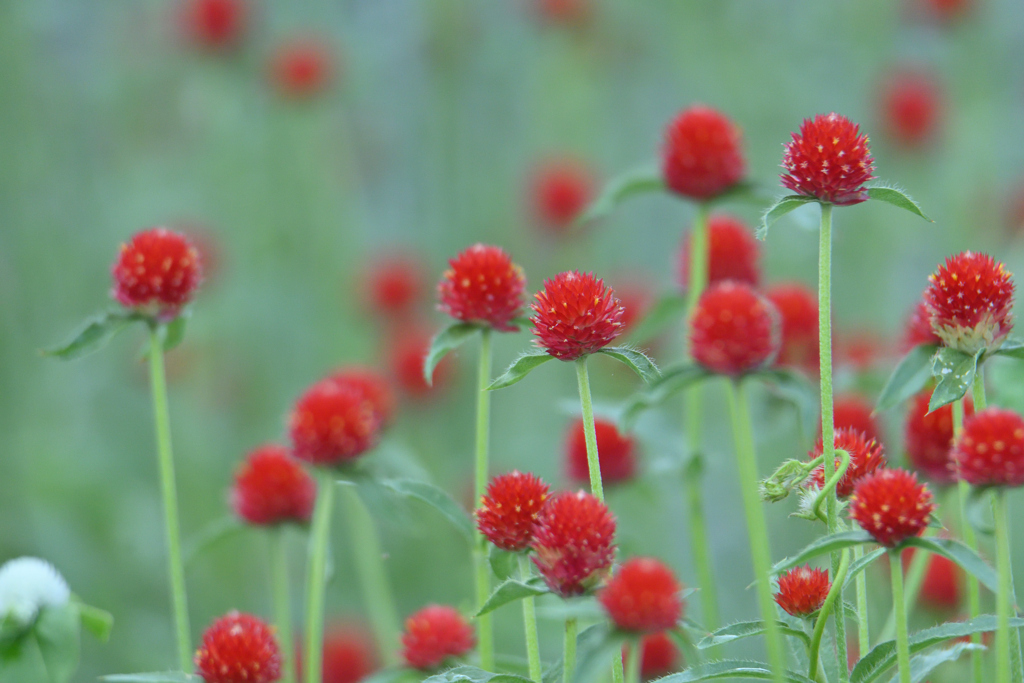 千日紅