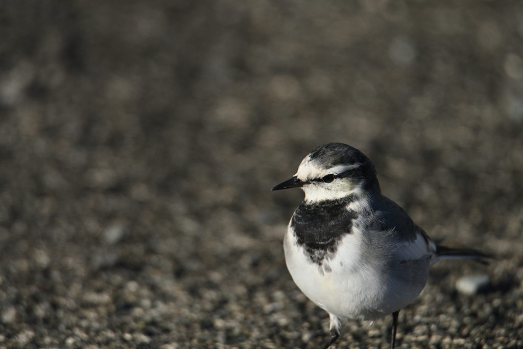 身近な野鳥
