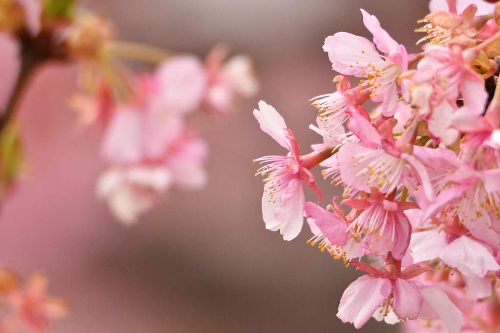 桜花_河津桜2017