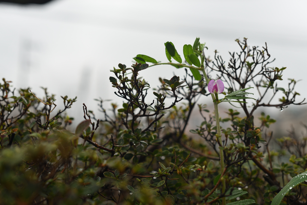 これじゃ花は期待薄