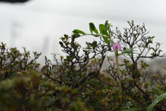 これじゃ花は期待薄