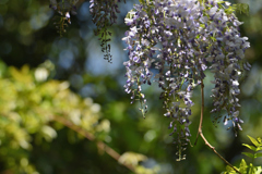山の花-2
