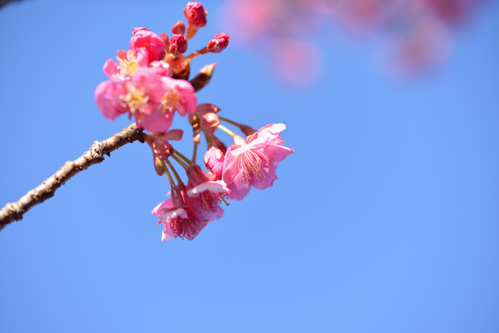 桜咲く