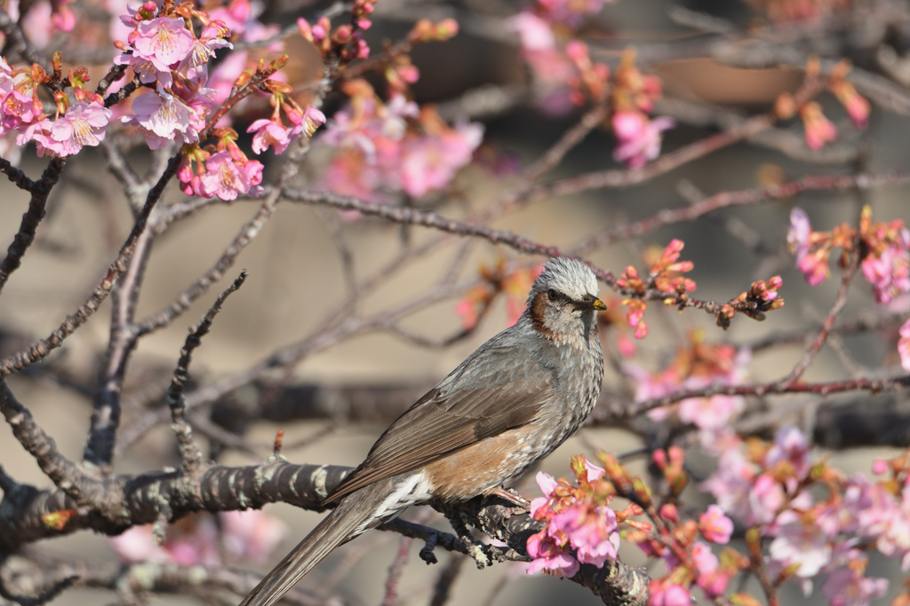 桜愛好家