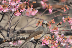 桜愛好家