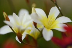 庭の花壇の花盛り