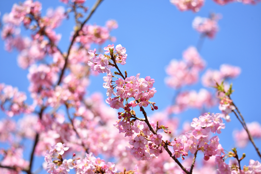 公園の花色