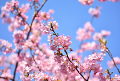 公園の花色