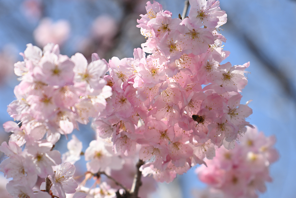 蜜蜂の仕事場