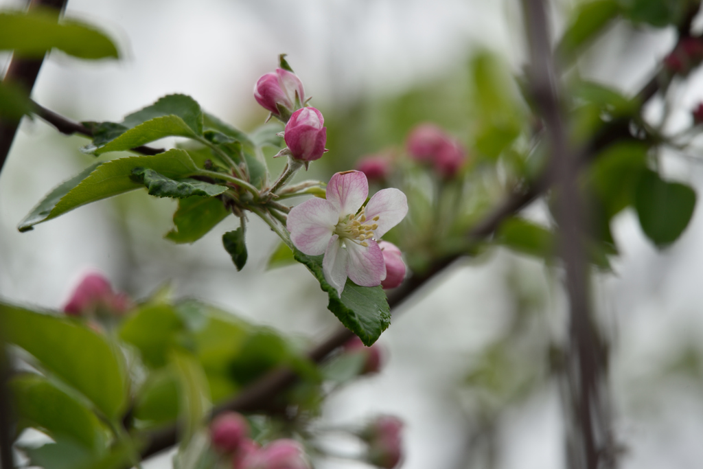林檎花