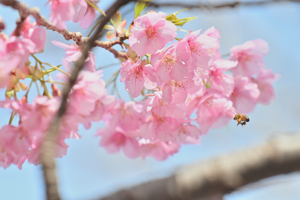 桜で