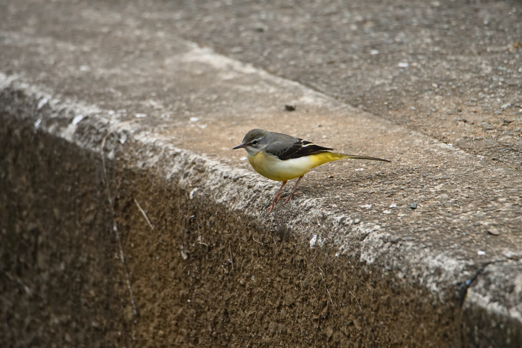 公園の野鳥-2