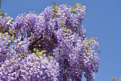 俺の花