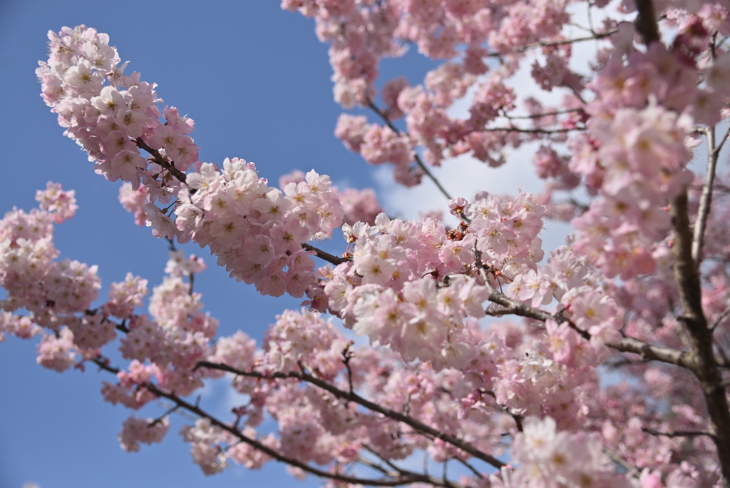 春めき桜