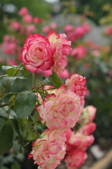 春薔薇
