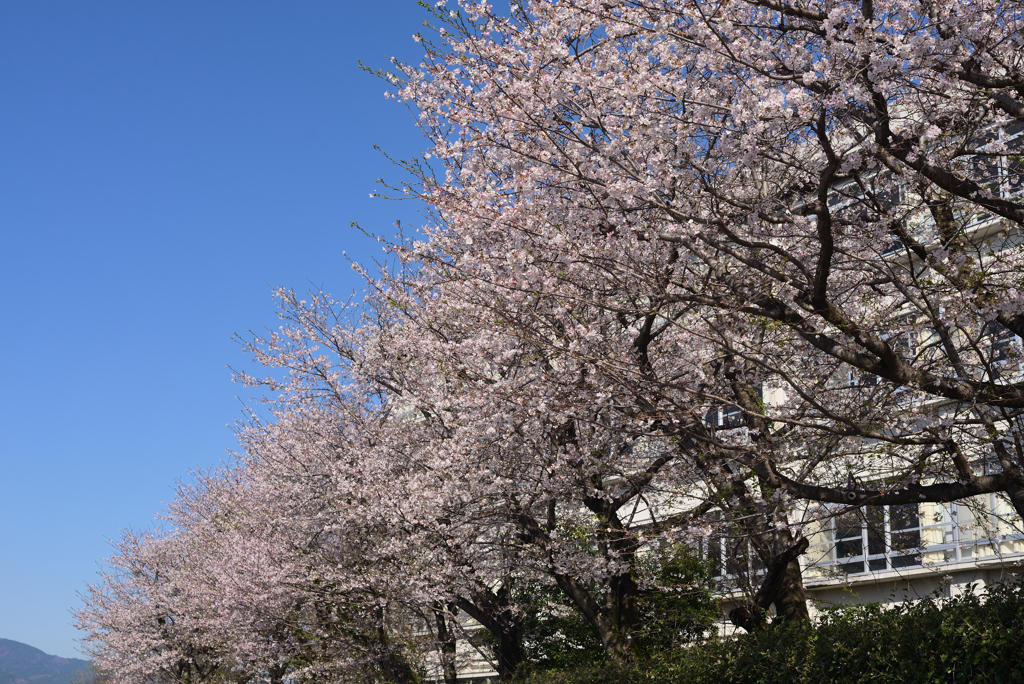 そうだ、学校へ行こう