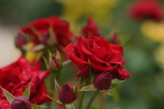 赤い薔薇