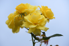 誇らしげなあなた