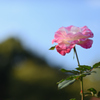 秋薔薇