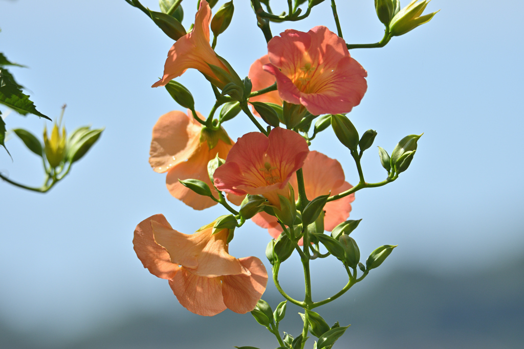 凌霄花