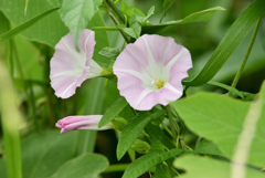 何故野草