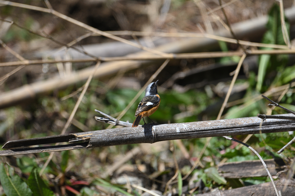 上を向いて踊ろう-2