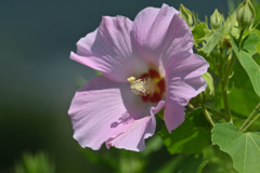 ピンクの芙蓉