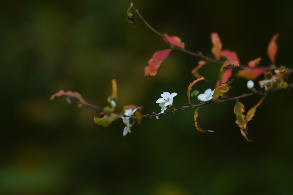 枯れ木に花ではなく