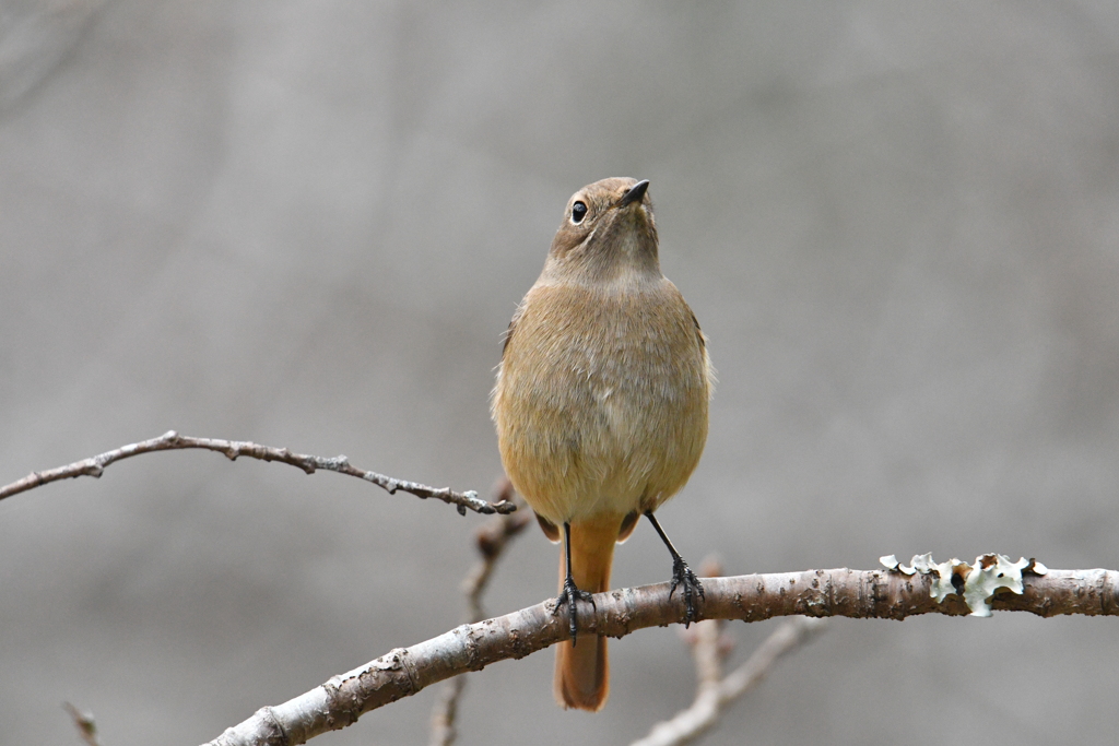 尉鶲姫と散歩-1