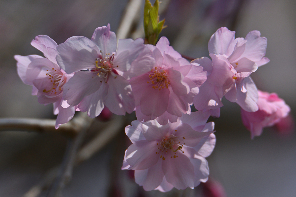 お洒落な花