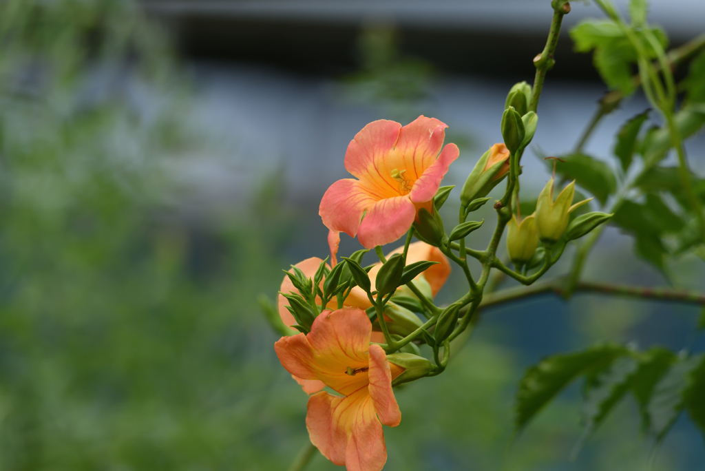 凌霄花の夏も終わるか