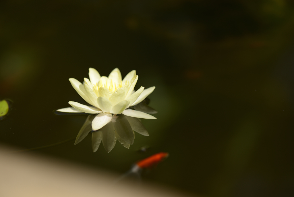 金魚と共に