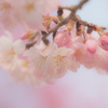 桜-V2